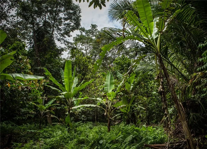 Sustainable forestry raw materials for eco-friendly packaging paper manufacturing